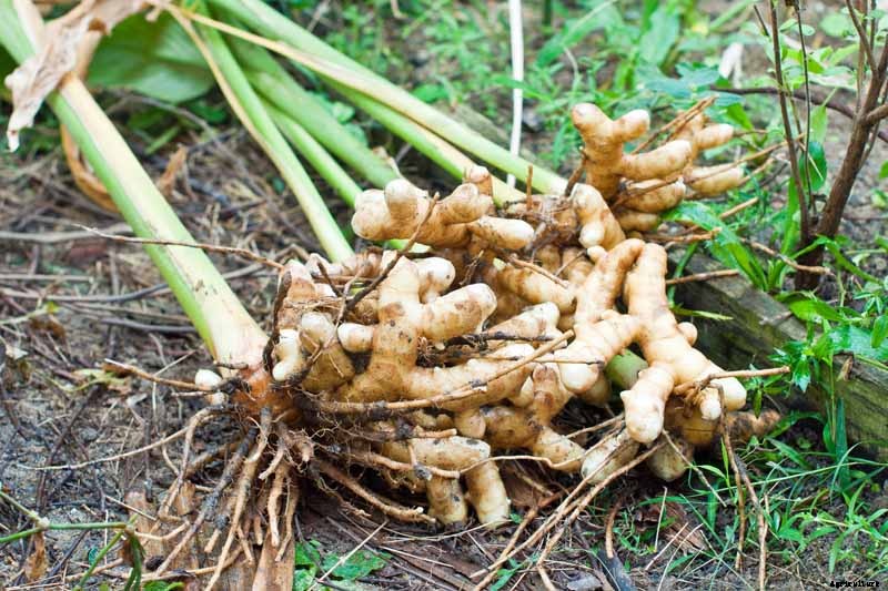Grow a Superfood in Your Own Backyard: Cultivating Tuberous Turmeric