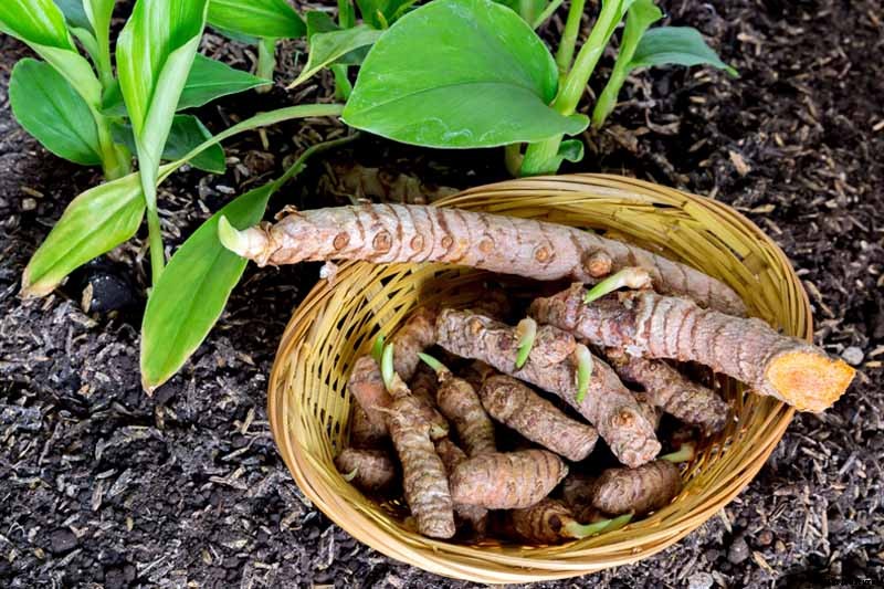 Grow a Superfood in Your Own Backyard: Cultivating Tuberous Turmeric