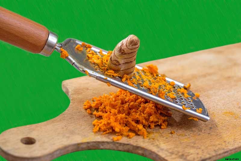 Grow a Superfood in Your Own Backyard: Cultivating Tuberous Turmeric