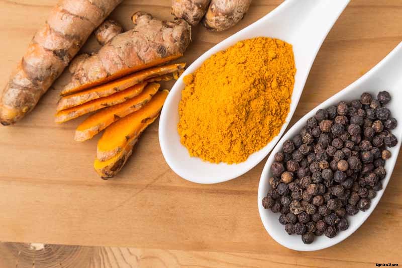 Grow a Superfood in Your Own Backyard: Cultivating Tuberous Turmeric