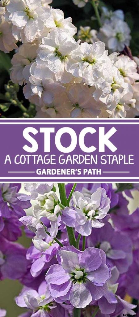 How to Grow Stock: A Cottage Garden Staple
