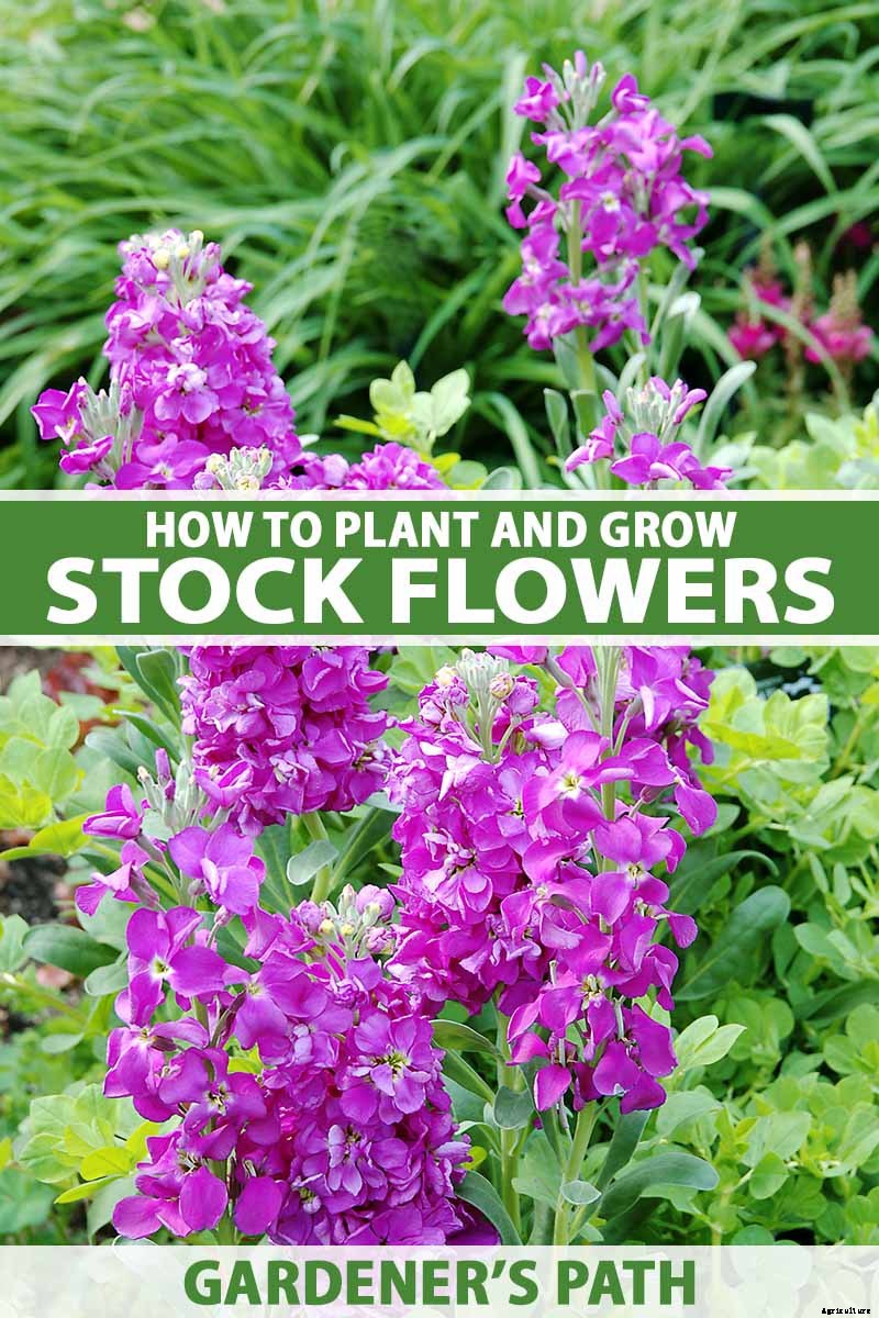 How to Grow Stock: A Cottage Garden Staple
