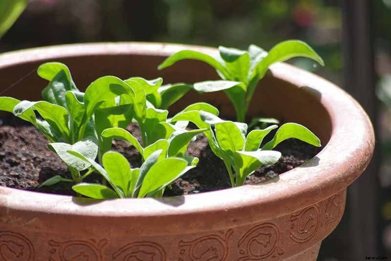 How to Grow Stock: A Cottage Garden Staple