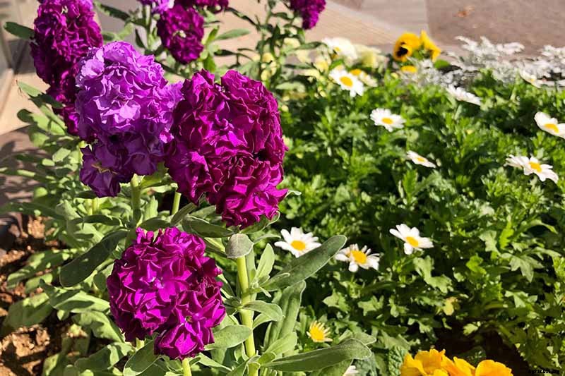 How to Grow Stock: A Cottage Garden Staple