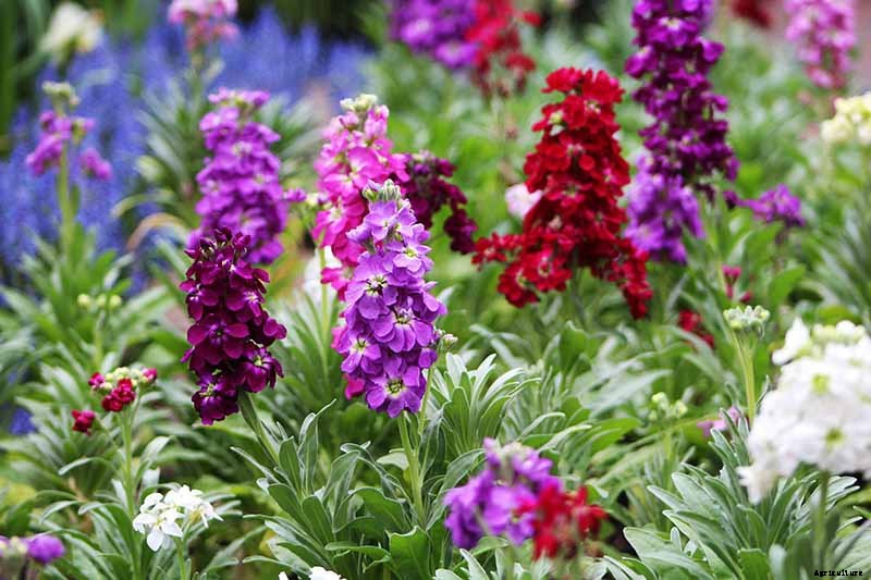 How to Grow Stock: A Cottage Garden Staple