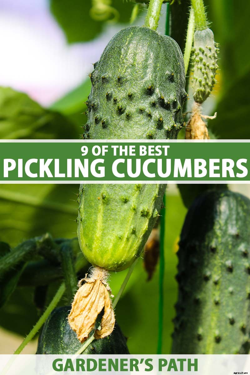 9 of the Best Pickling Cucumbers to Grow in Your Garden
