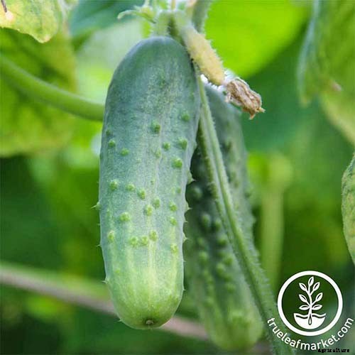 9 of the Best Pickling Cucumbers to Grow in Your Garden