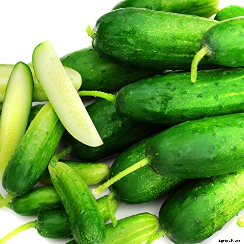 9 of the Best Pickling Cucumbers to Grow in Your Garden