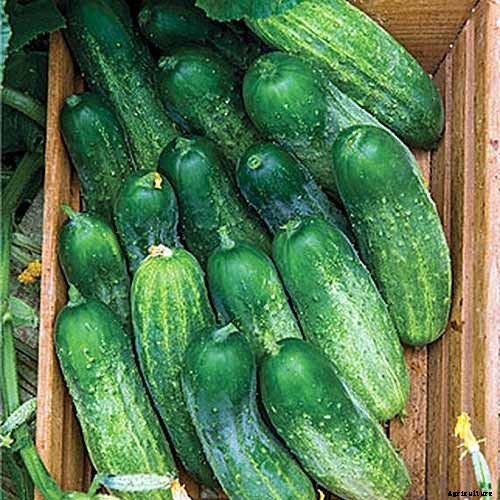 9 of the Best Pickling Cucumbers to Grow in Your Garden