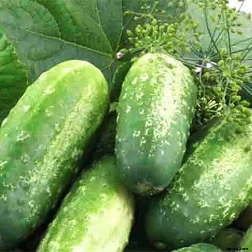 9 of the Best Pickling Cucumbers to Grow in Your Garden