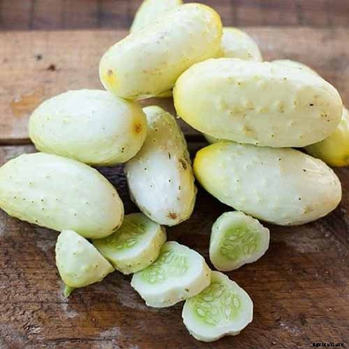 9 of the Best Pickling Cucumbers to Grow in Your Garden