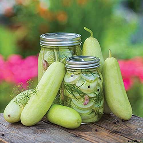 9 of the Best Pickling Cucumbers to Grow in Your Garden