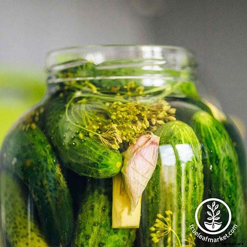 9 of the Best Pickling Cucumbers to Grow in Your Garden