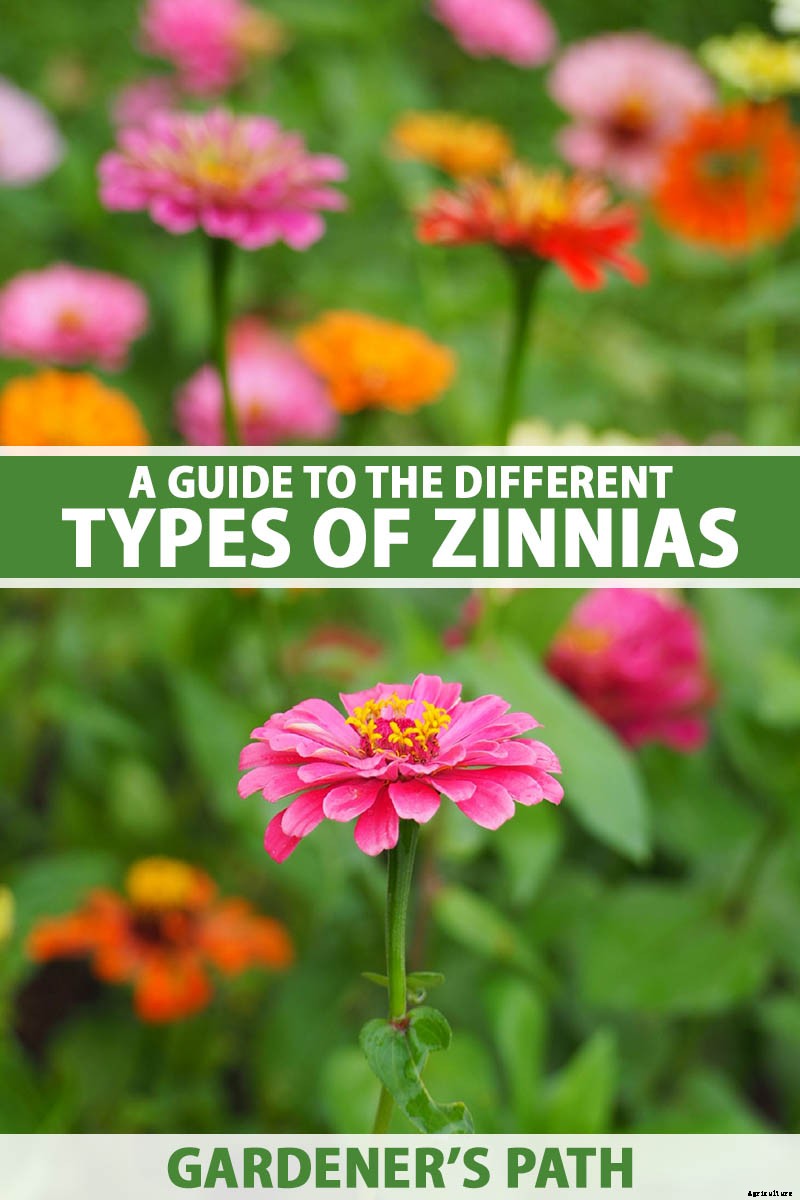 What Are the Different Types of Zinnia Flowers?