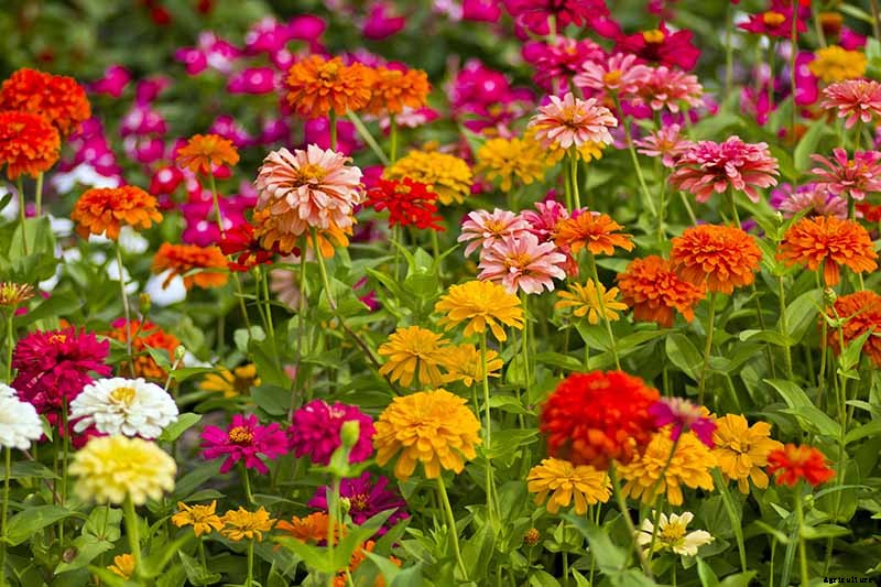 What Are the Different Types of Zinnia Flowers?