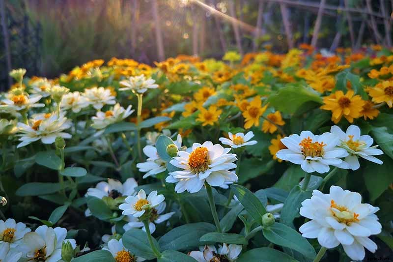 What Are the Different Types of Zinnia Flowers?