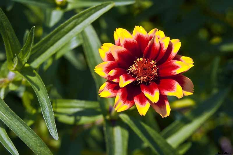 What Are the Different Types of Zinnia Flowers?