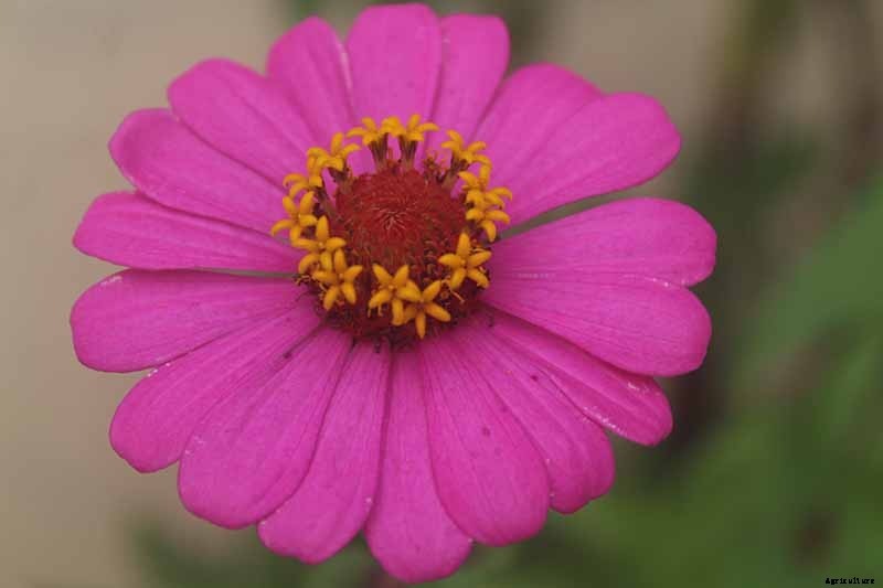 What Are the Different Types of Zinnia Flowers?