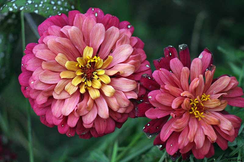 What Are the Different Types of Zinnia Flowers?