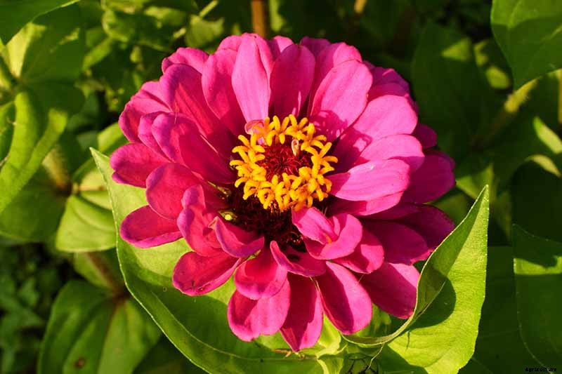 What Are the Different Types of Zinnia Flowers?