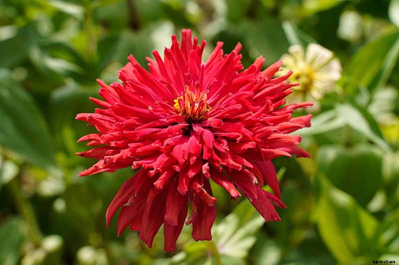 What Are the Different Types of Zinnia Flowers?