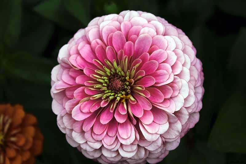 What Are the Different Types of Zinnia Flowers?