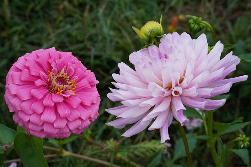 What Are the Different Types of Zinnia Flowers?
