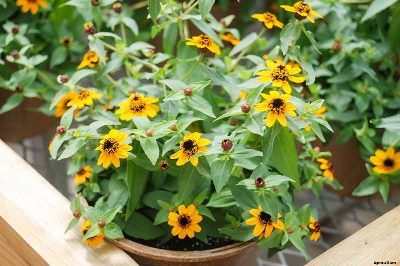 What Are the Different Types of Zinnia Flowers?