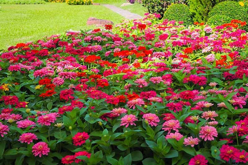 What Are the Different Types of Zinnia Flowers?