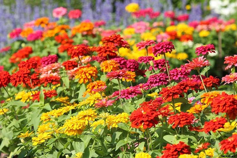 What Are the Different Types of Zinnia Flowers?