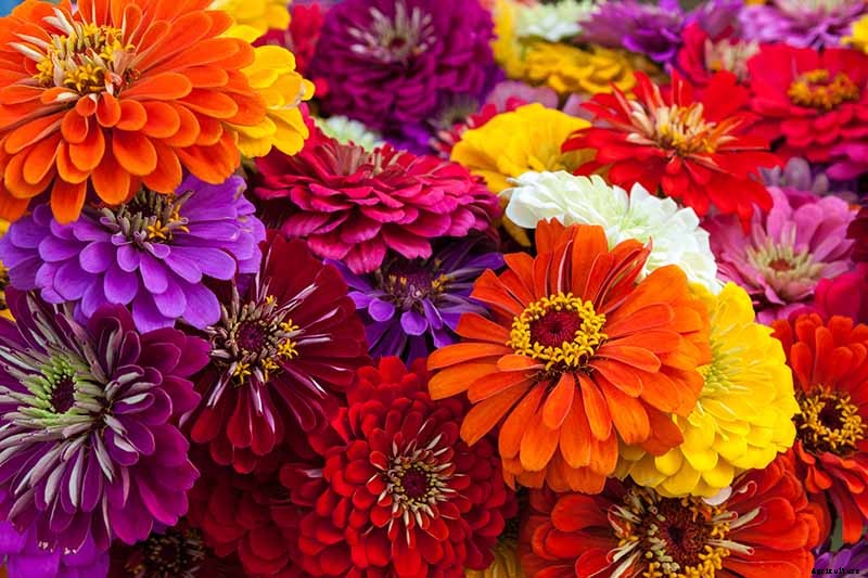What Are the Different Types of Zinnia Flowers?