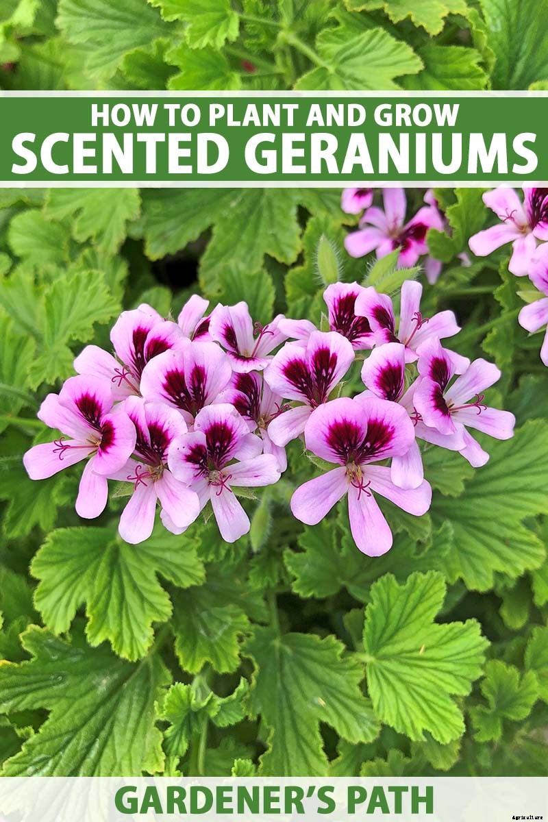 How to Plant and Grow Scented Geraniums