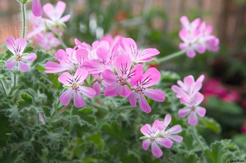How to Plant and Grow Scented Geraniums