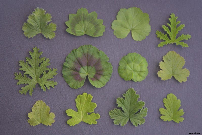 How to Plant and Grow Scented Geraniums