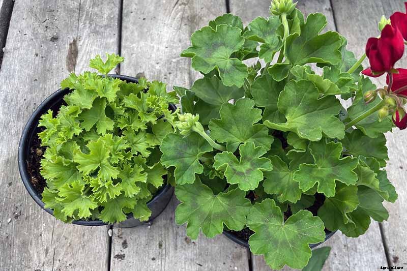 How to Plant and Grow Scented Geraniums