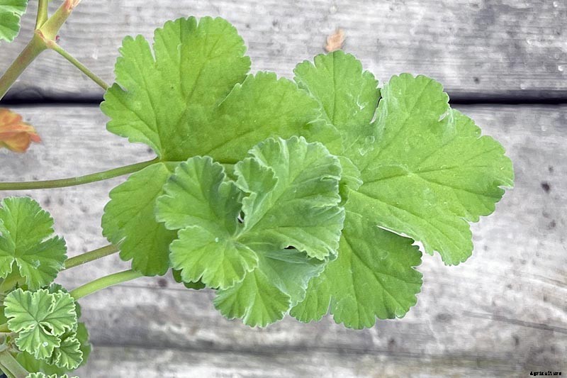 How to Plant and Grow Scented Geraniums