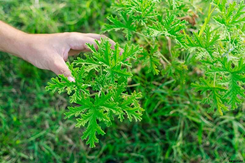 How to Plant and Grow Scented Geraniums
