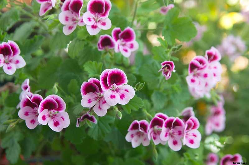 How to Plant and Grow Scented Geraniums