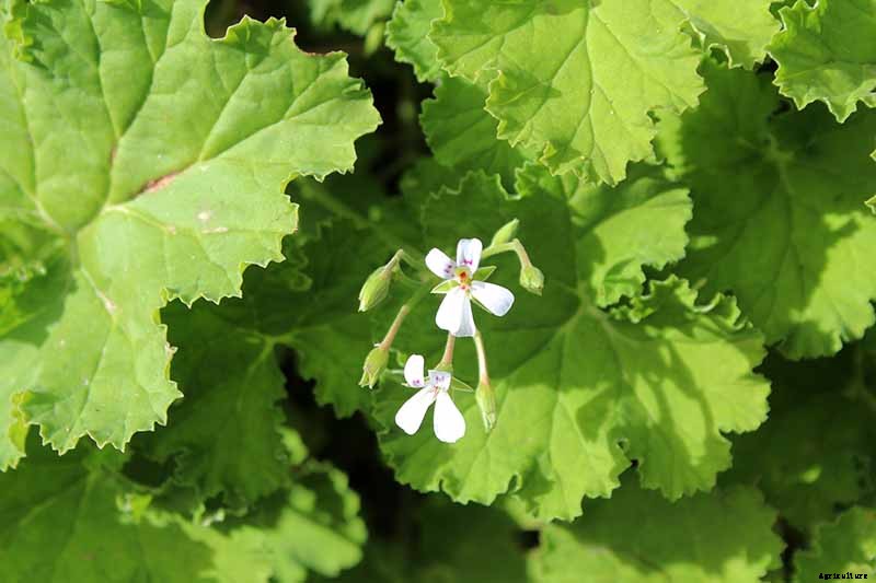 How to Plant and Grow Scented Geraniums