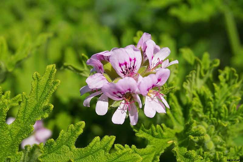 How to Plant and Grow Scented Geraniums