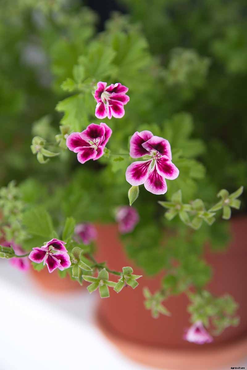 How to Plant and Grow Scented Geraniums