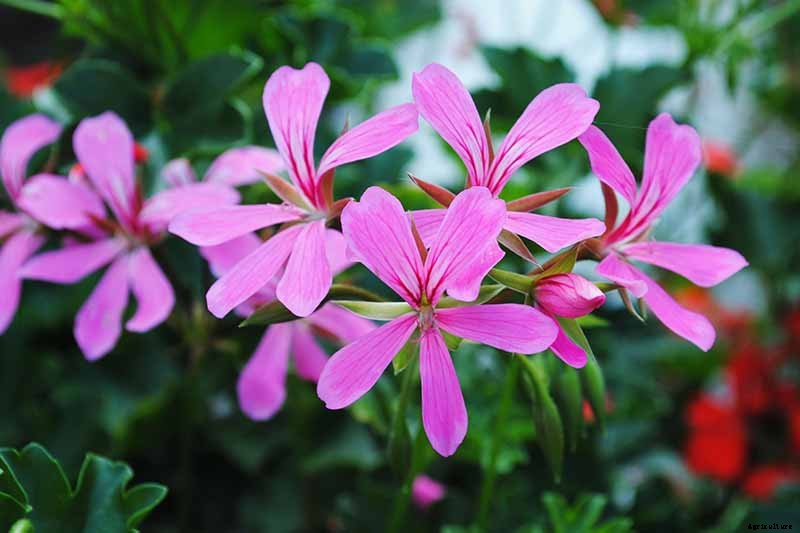 How to Plant and Grow Scented Geraniums