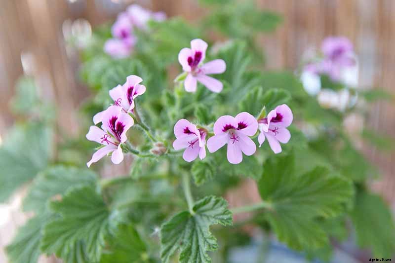 How to Plant and Grow Scented Geraniums