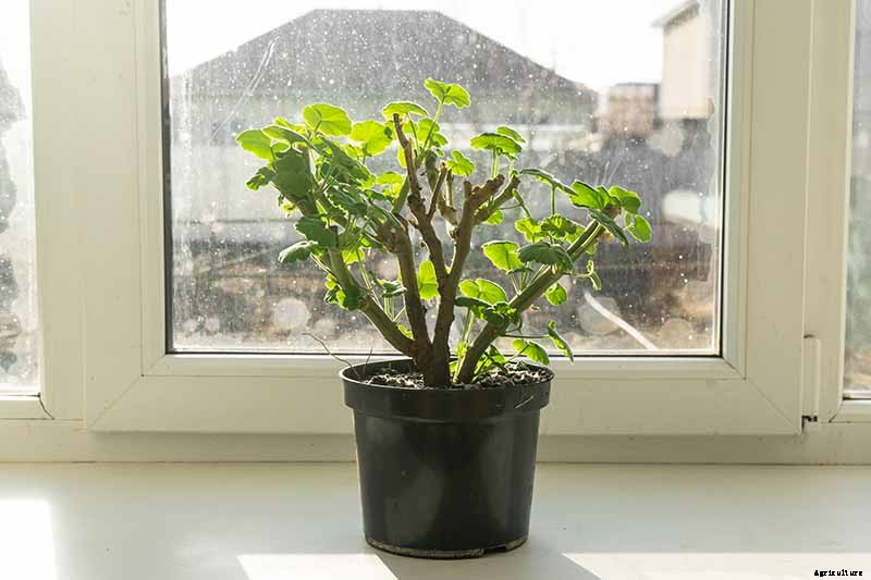 How to Plant and Grow Scented Geraniums