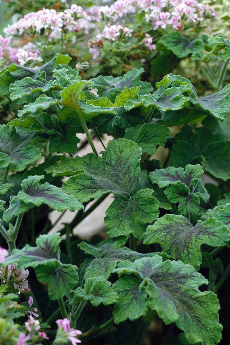 How to Plant and Grow Scented Geraniums