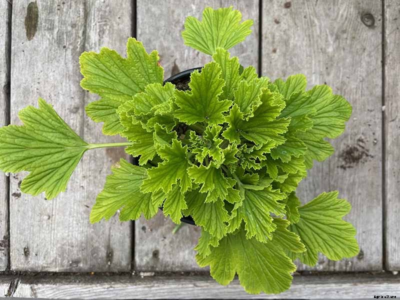 How to Plant and Grow Scented Geraniums