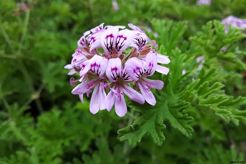How to Plant and Grow Scented Geraniums
