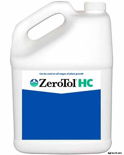 How to Plant and Grow Scented Geraniums