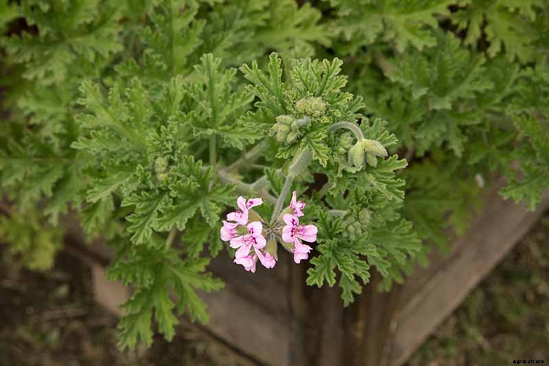 How to Plant and Grow Scented Geraniums