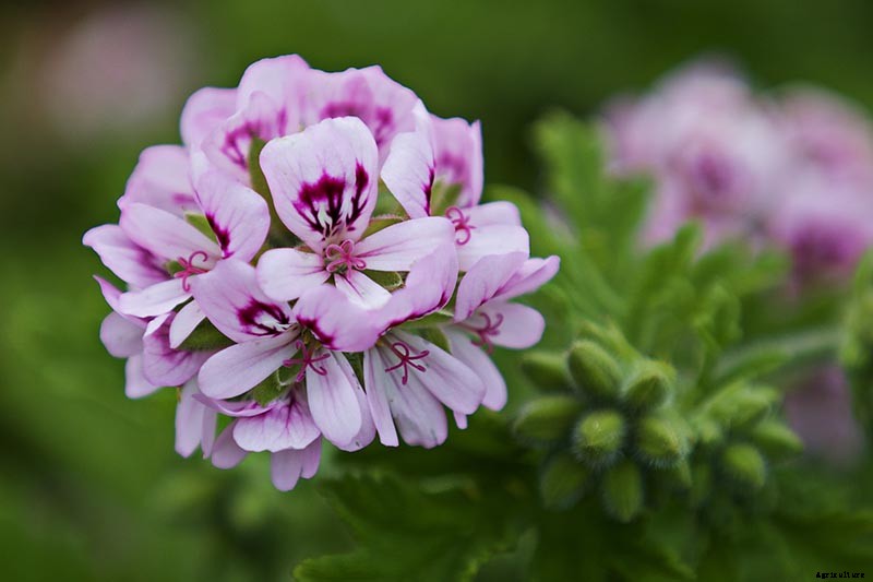 How to Plant and Grow Scented Geraniums
